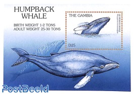 Humpback whale s/s