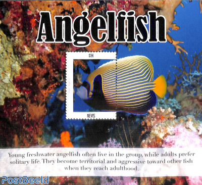 Angelfish s/s